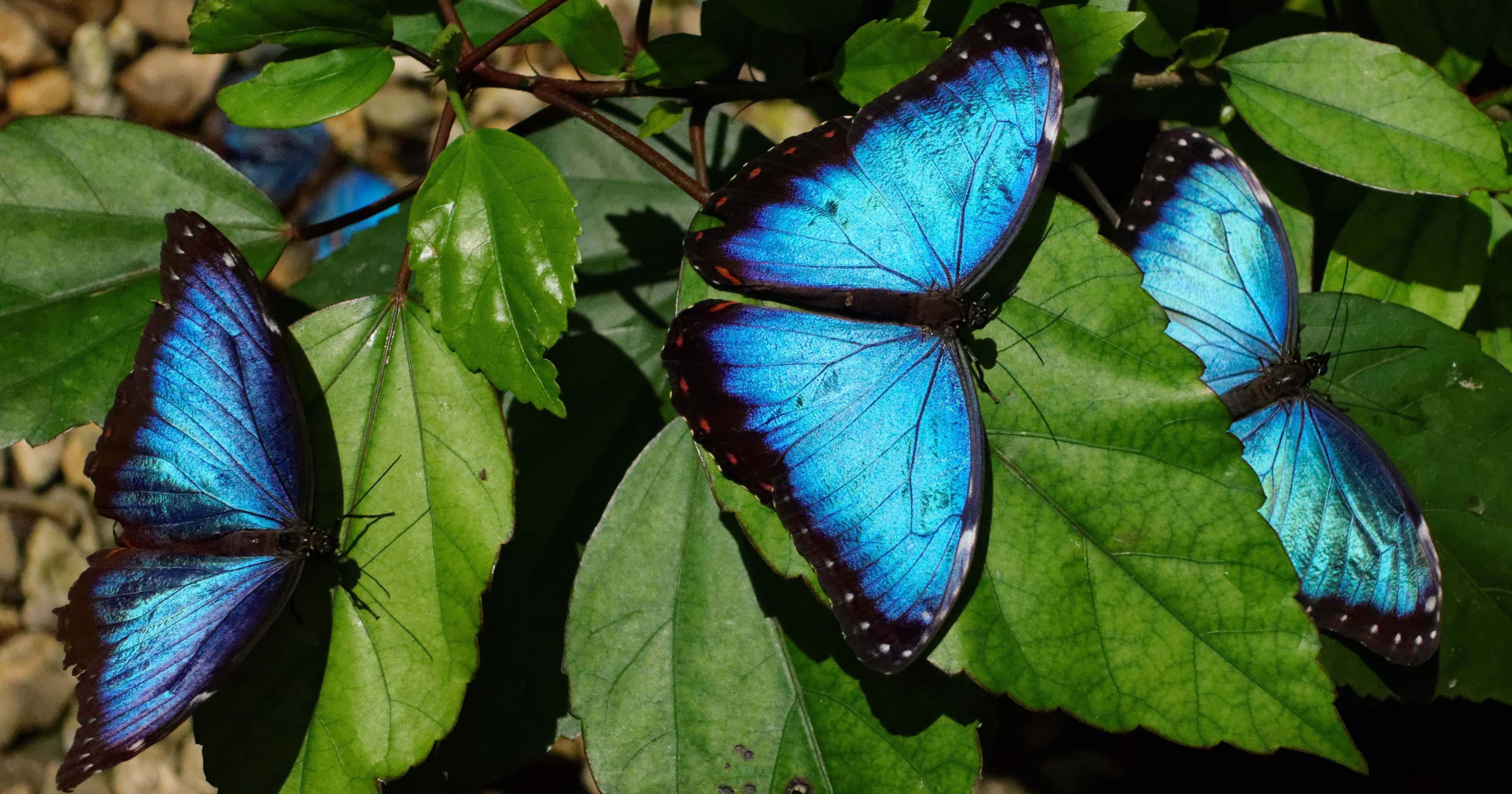 Blue morpho butterfly in Costa Rica forest