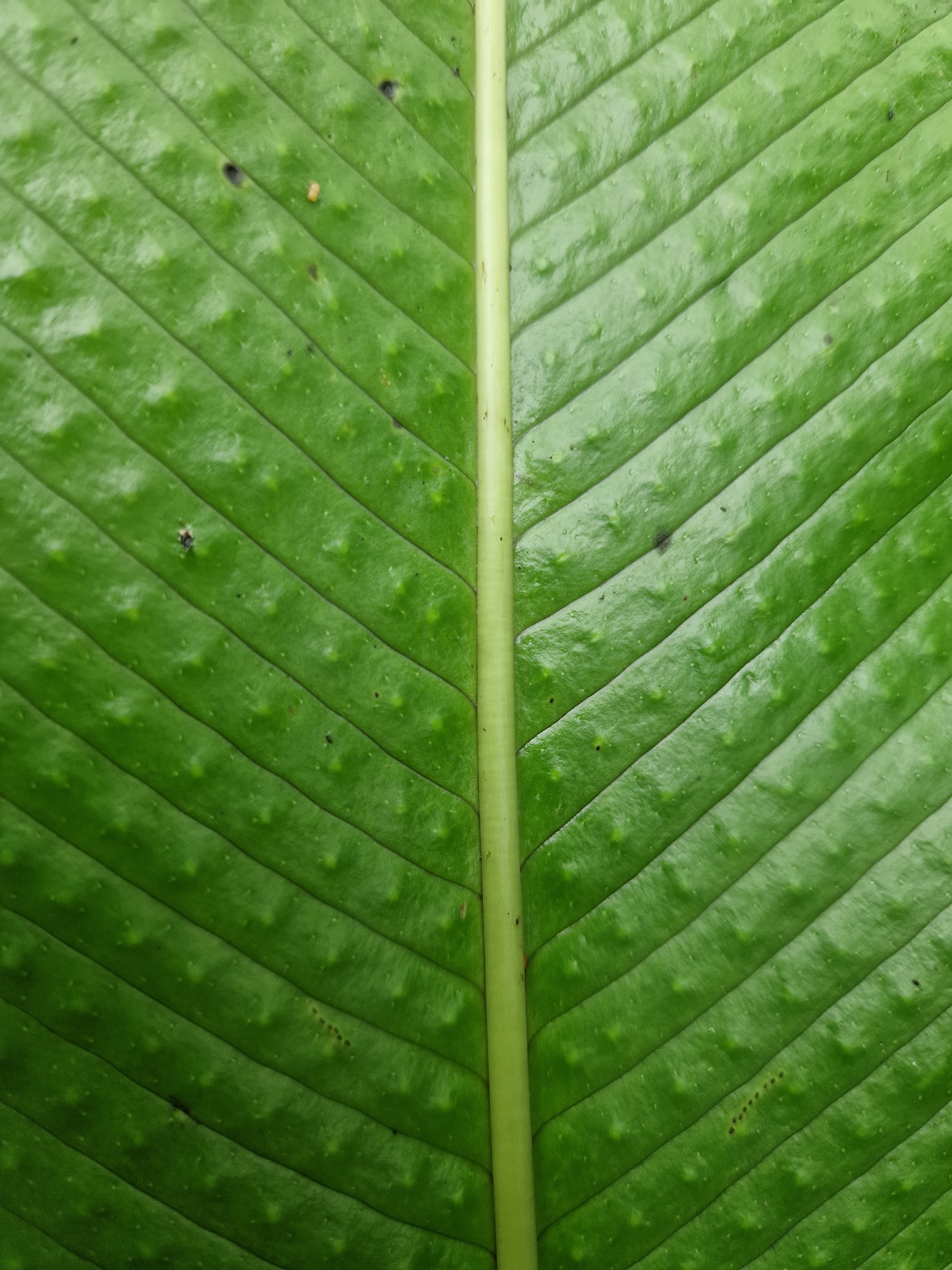 Botanical garden and rare plants in Costa Rica