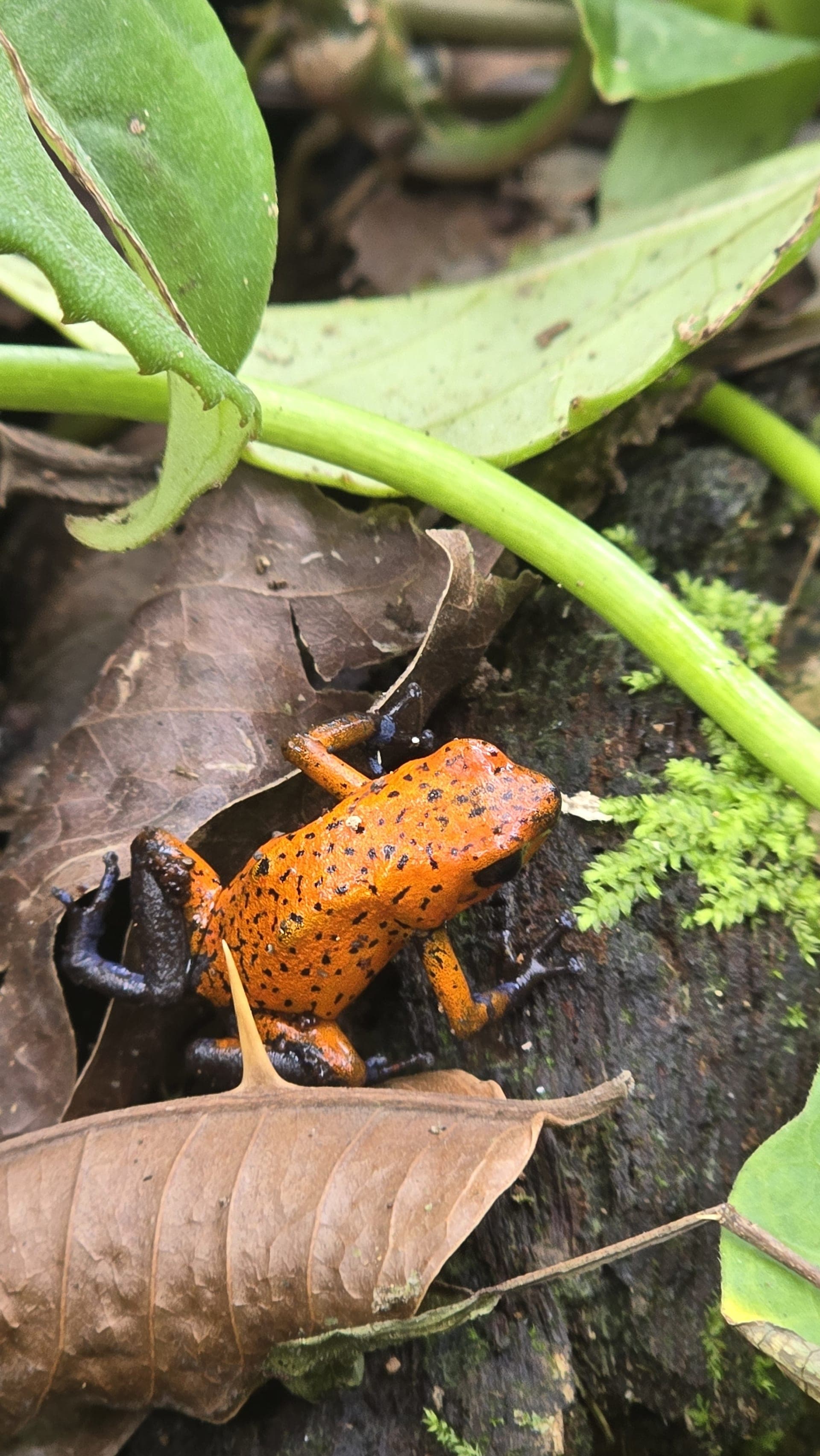 Costa Rica jungle