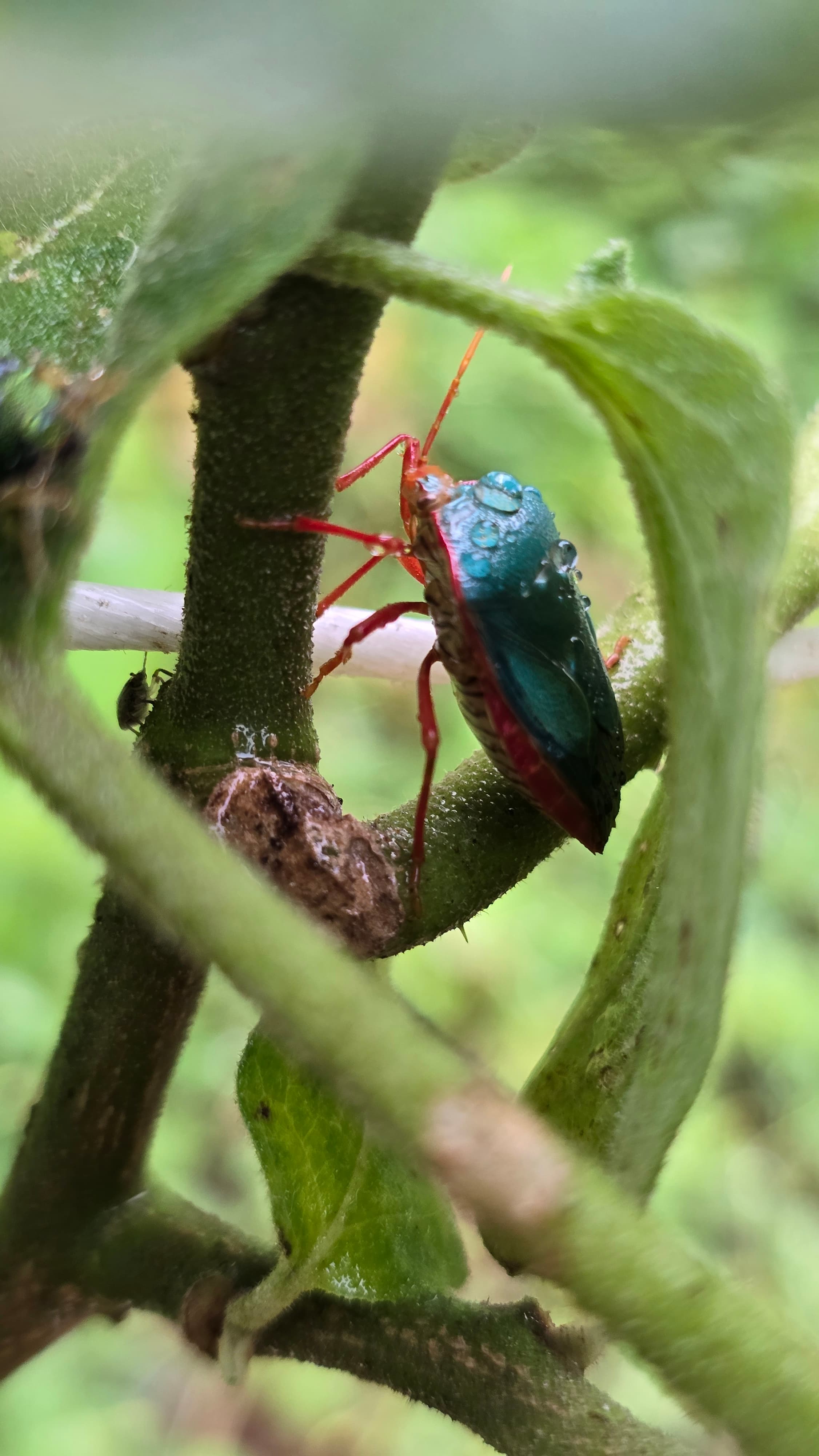 Macro photography of an insect in Costa Rica forest