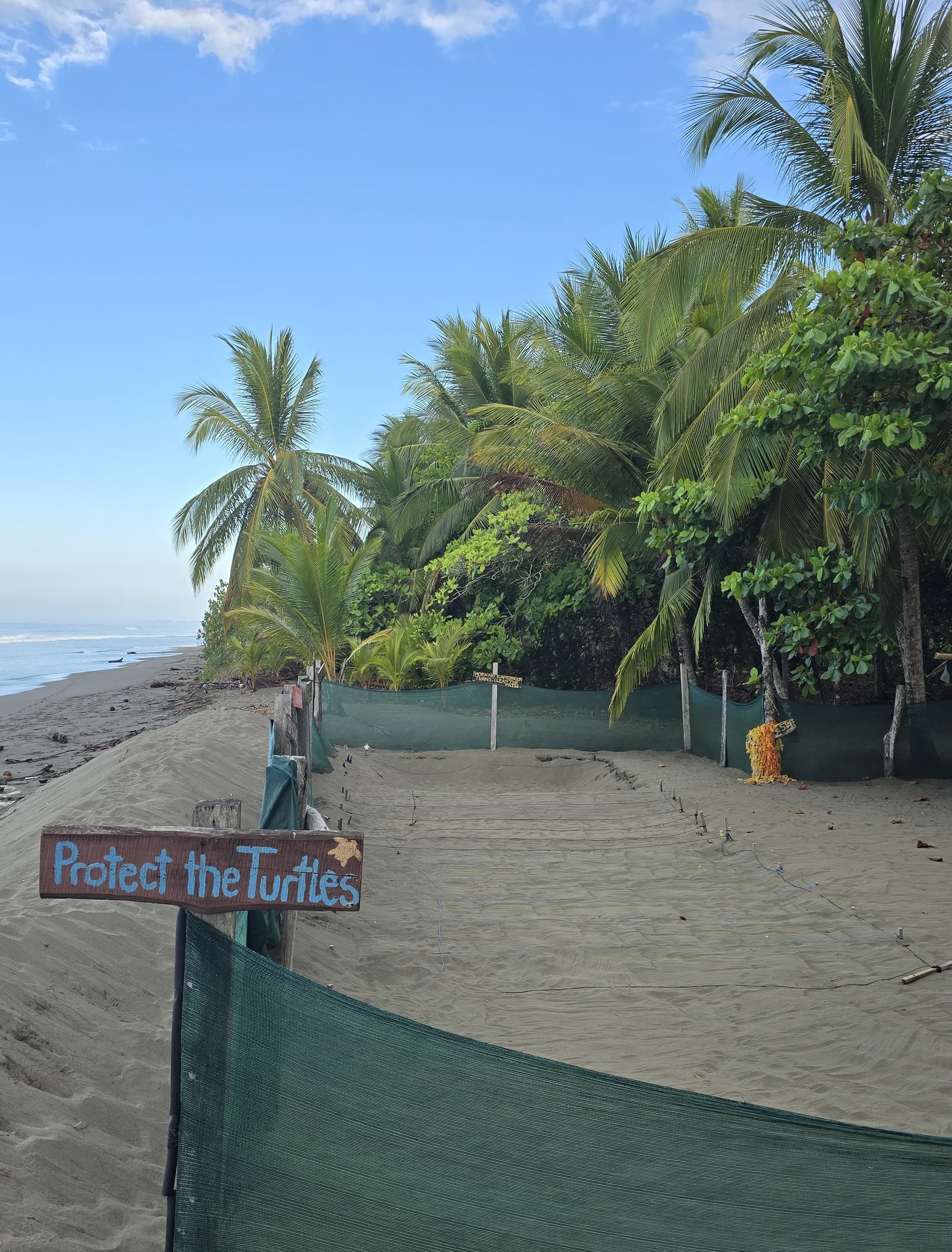 Sea turtle nesting on a Costa Rica beach
