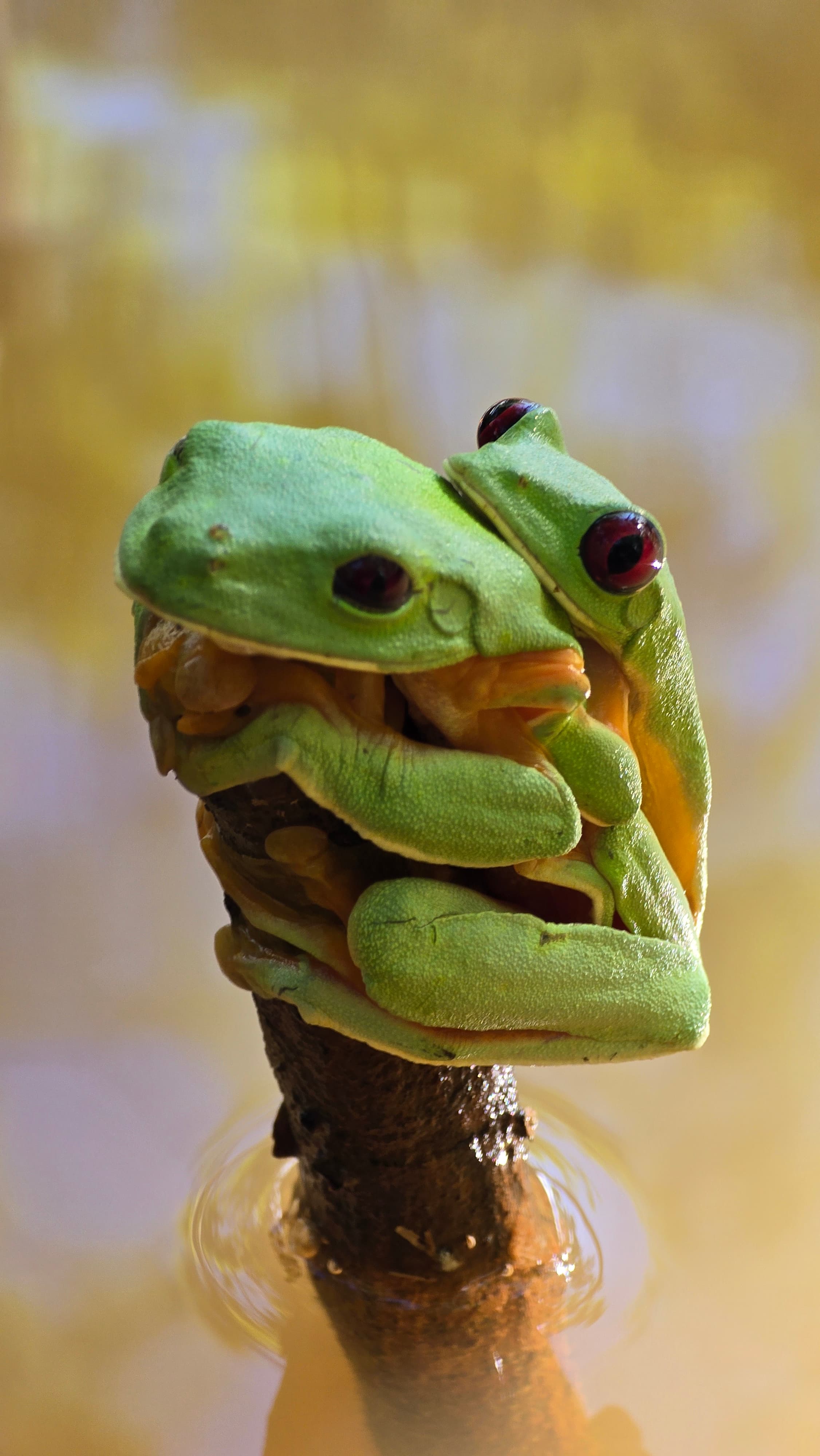 Wildlife species found across Costa Rica's diverse ecosystems