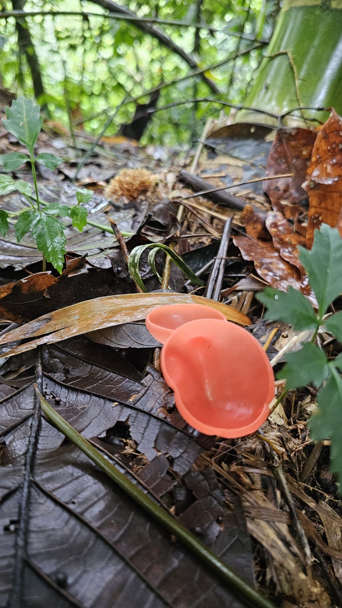 Tropical fungi on forest floor in Costa Rica