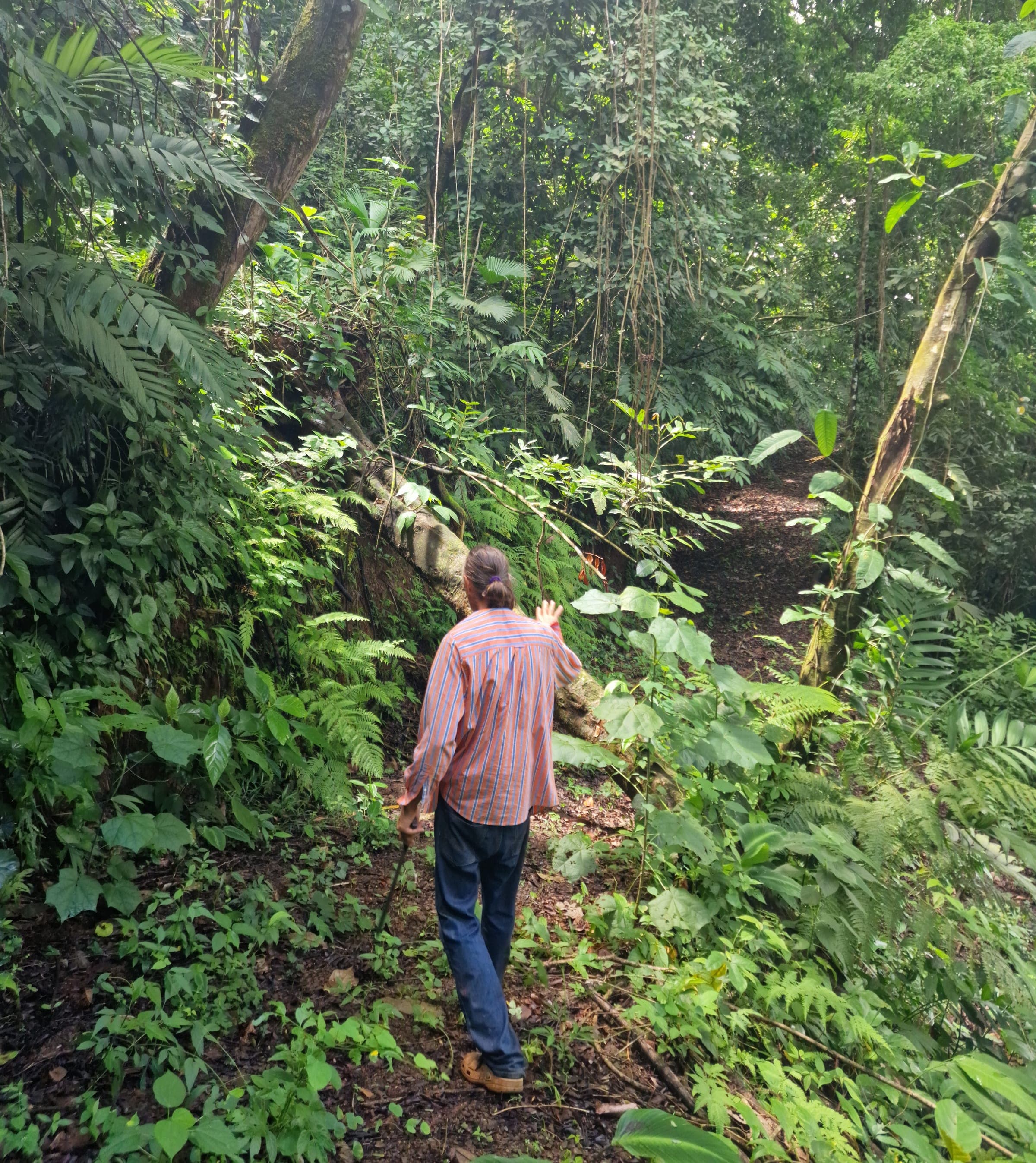 Cloud forest trail in Monteverde, Costa Rica