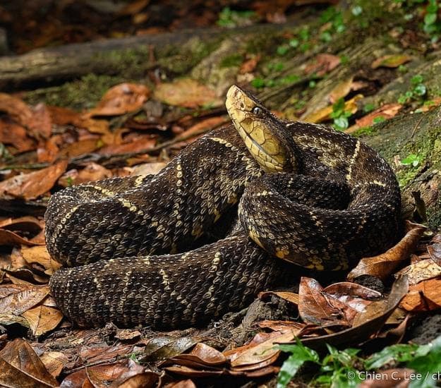 Fer-de-lance (terciopelo) snake and wildlife awareness in Costa Rica jungle